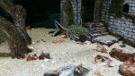 Organism Marine biology Terrestrial plant Underwater Wood