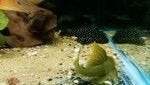 Organism Underwater Terrestrial plant Adaptation Marine biology