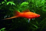 red_swordtail.jpg