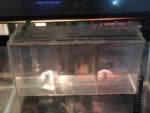 Gas Home appliance Water Glass Automotive lighting