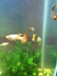 Water Vertebrate Underwater Fin Organism