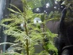 Plant Terrestrial plant Flower Arecales Grass