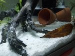 Wood Ingredient Food Tableware Fish